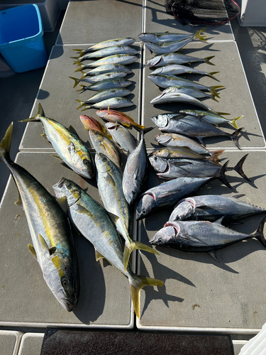 コシナガマグロの釣果