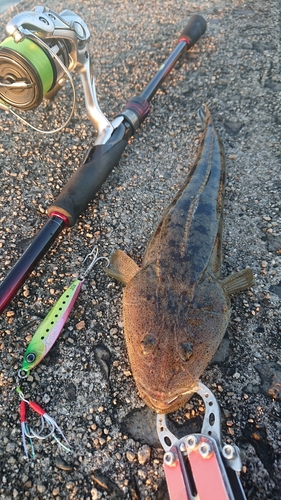 マゴチの釣果