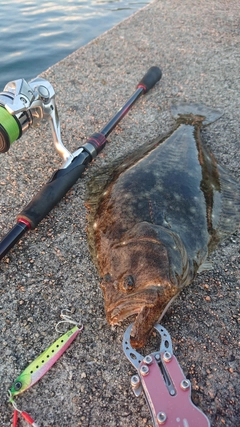 ヒラメの釣果