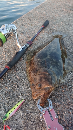 ヒラメの釣果