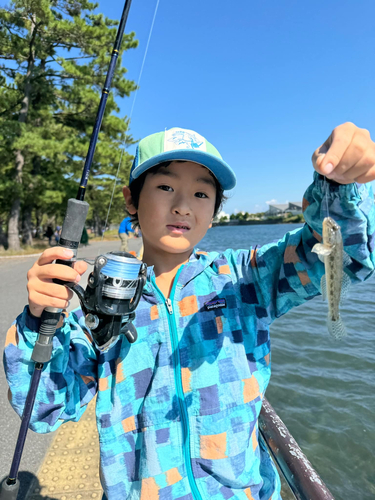 ハゼの釣果