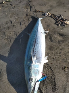 サワラの釣果