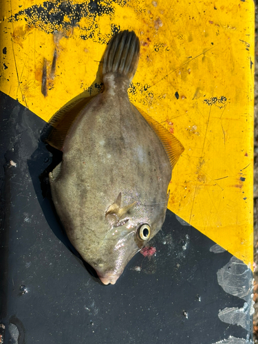 カワハギの釣果