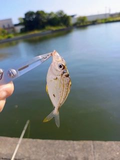 釣果