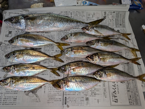 アジの釣果