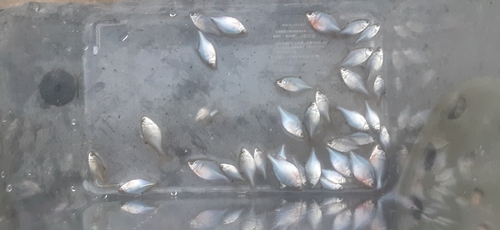 タイリクバラタナゴの釣果