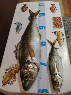 マアジの釣果