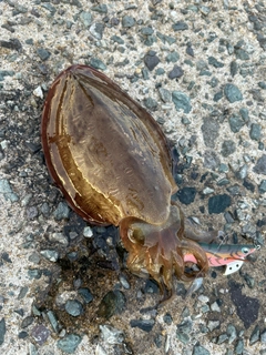 モンゴウイカの釣果