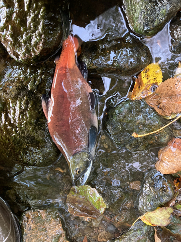 ヒメマスの釣果