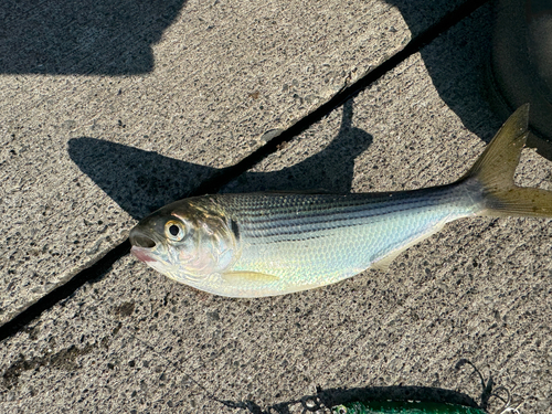 コノシロの釣果