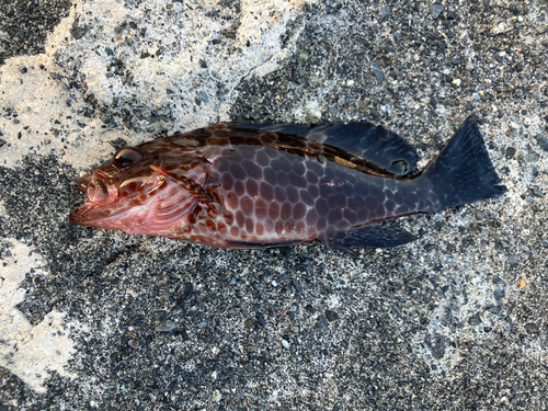 オオモンハタの釣果