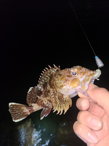 アラカブの釣果