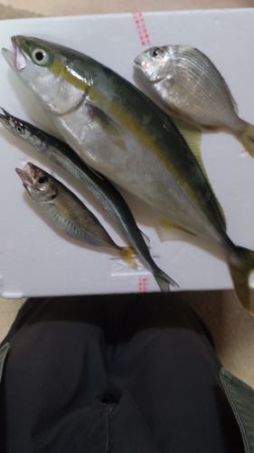 ツバスの釣果