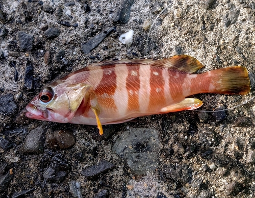 アカハタの釣果