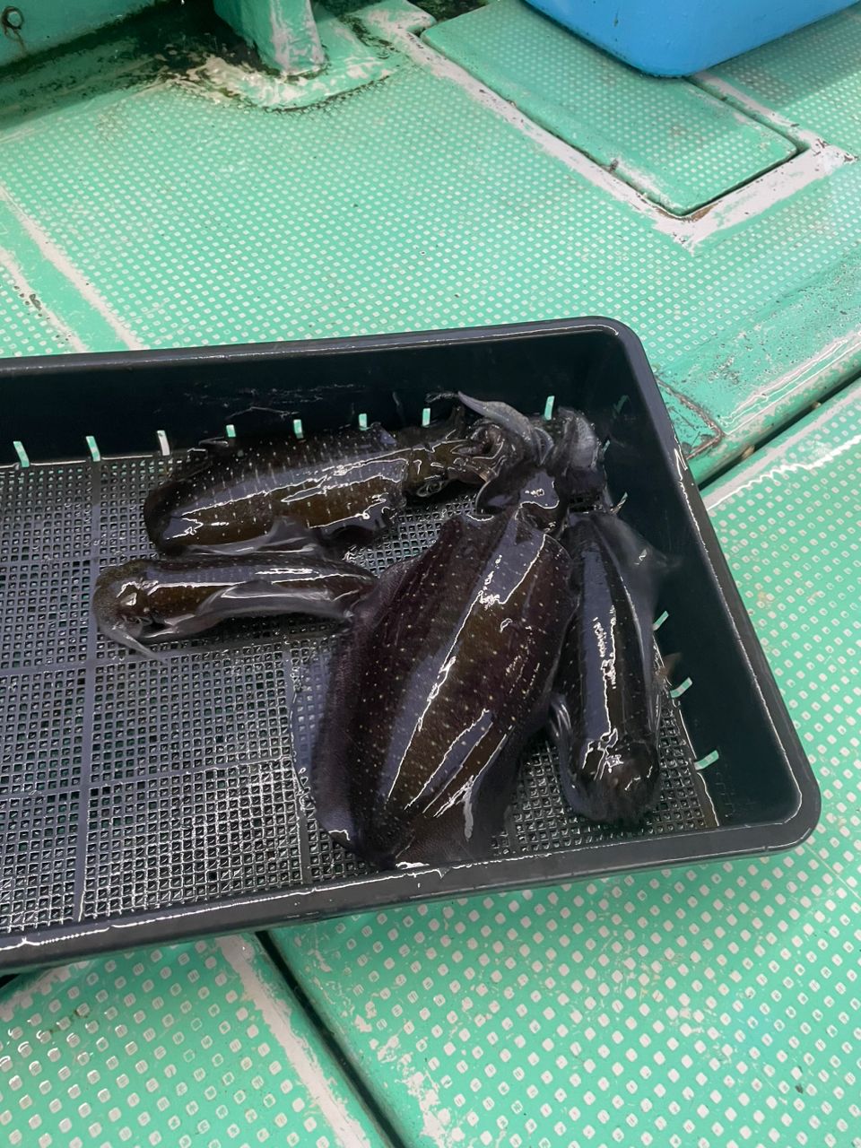 ナオメタルさんの釣果 1枚目の画像
