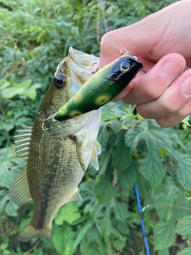 ブラックバスの釣果