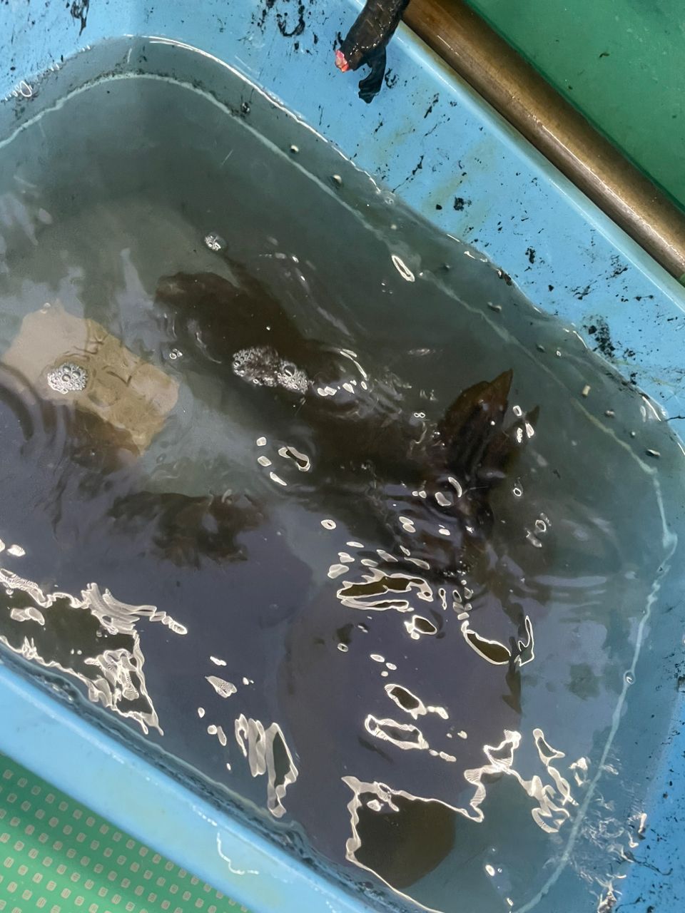 ナオメタルさんの釣果 3枚目の画像