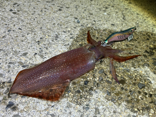 ケンサキイカの釣果