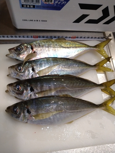 アジの釣果