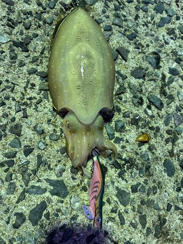 モンゴウイカの釣果