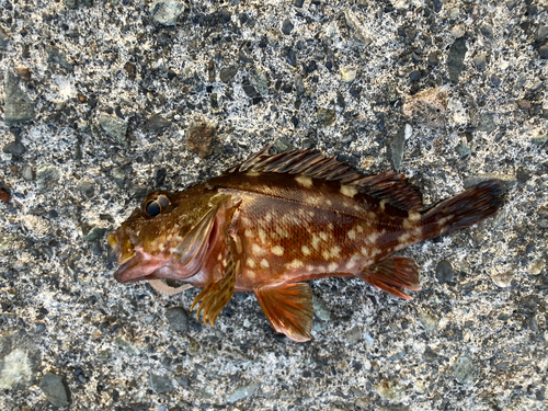 カサゴの釣果