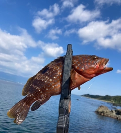 ハタの釣果