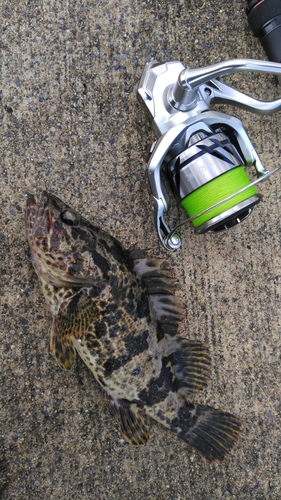 タケノコメバルの釣果