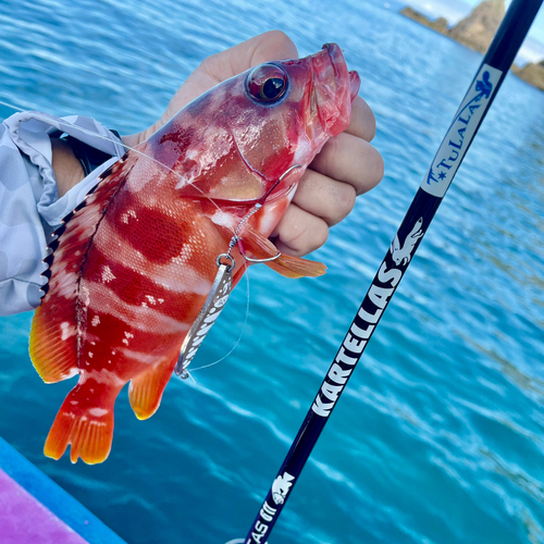 アカハタの釣果