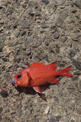 アカマツカサの釣果