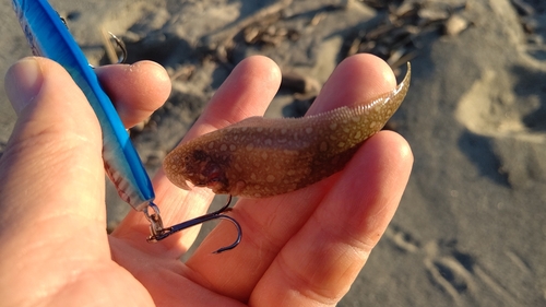 シタビラメの釣果