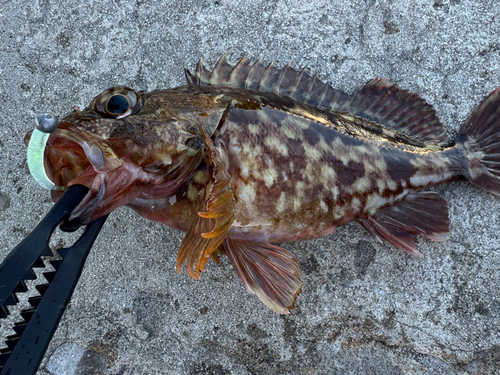 カサゴの釣果