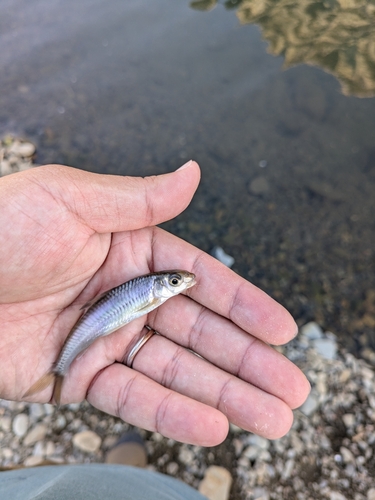 クチボソの釣果