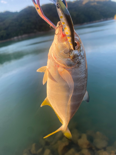 メッキの釣果