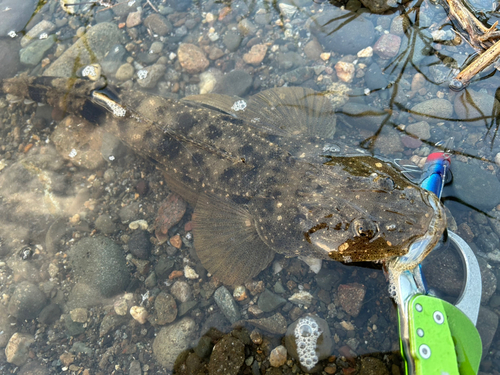 マゴチの釣果