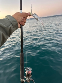 タチウオの釣果