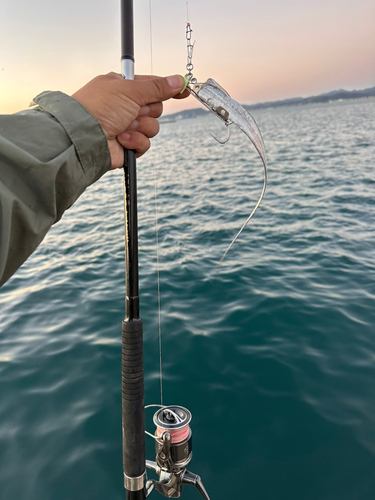 タチウオの釣果