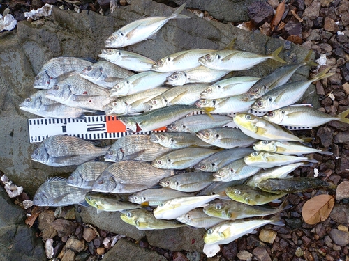 チヌの釣果