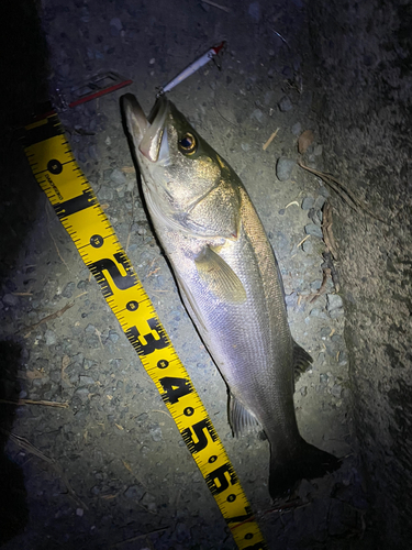 シーバスの釣果