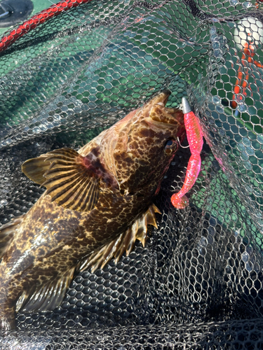 タケノコメバルの釣果