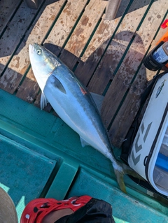 ブリの釣果