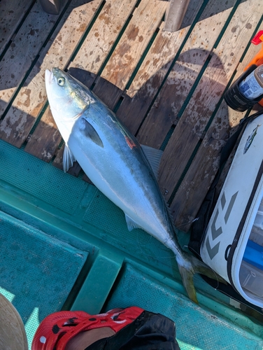 ブリの釣果