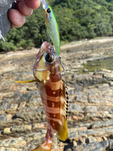 アカハタの釣果