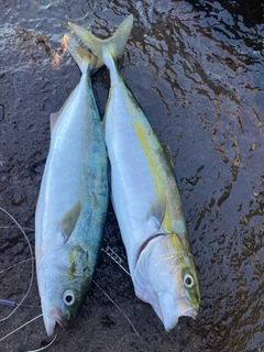 ブリの釣果