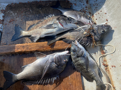 クロダイの釣果