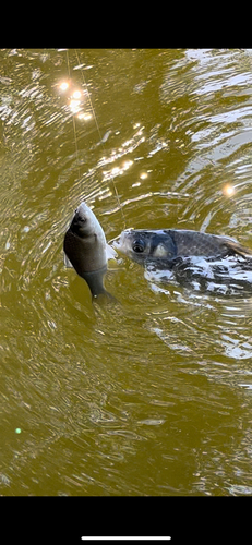 ヘラブナの釣果