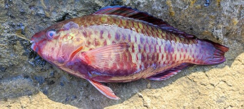 オビブダイの釣果