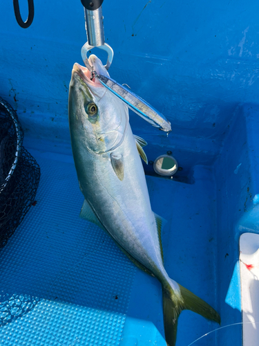 ヤズの釣果