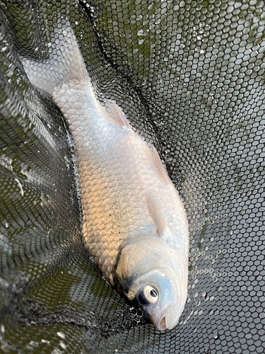 ヘラブナの釣果