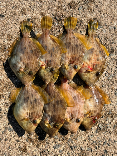 カワハギの釣果