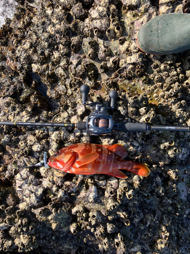 アカハタの釣果